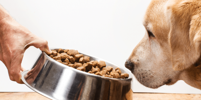 Kako čitati i razumeti sastav hrane za pse?